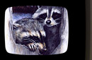 Click Image to Enlarge